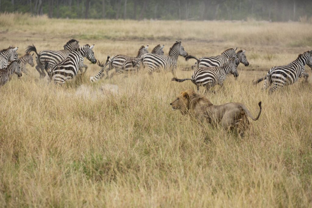 masai mara safari packages