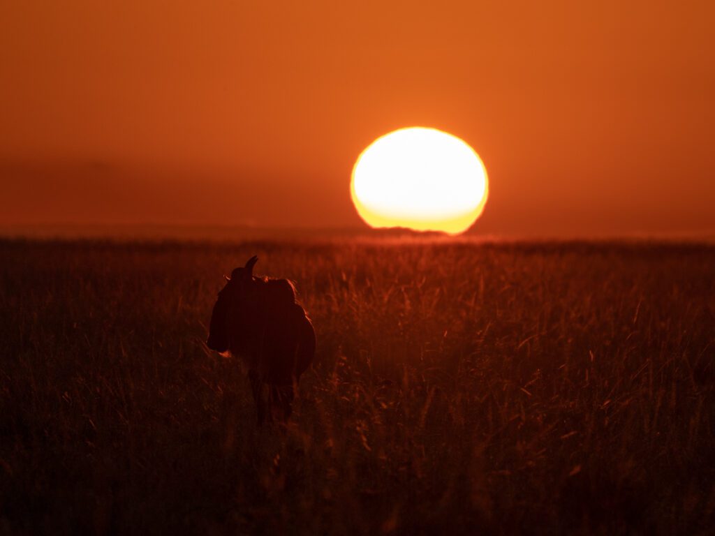 Masai Mara photography tour