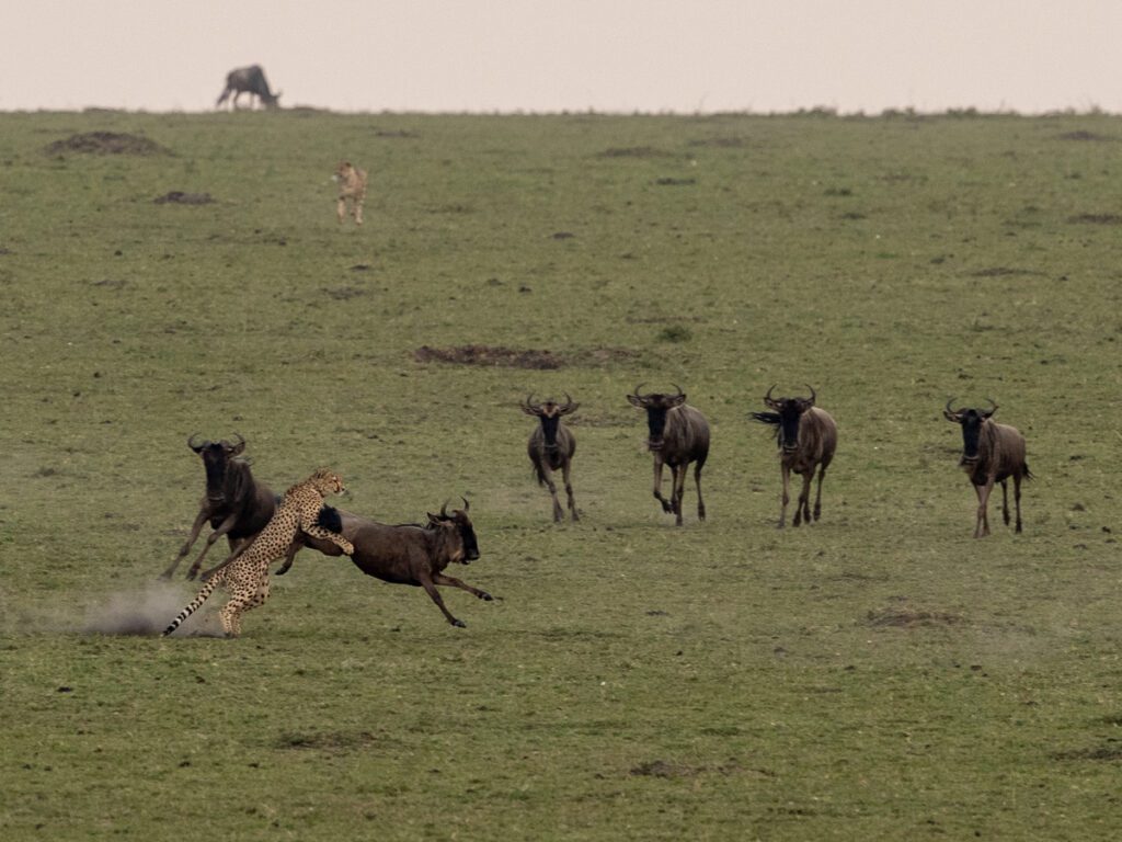Masai Mara photography tour packages