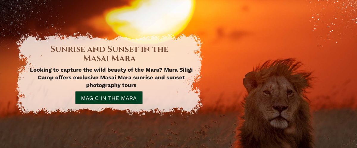 Masai Mara photography tour