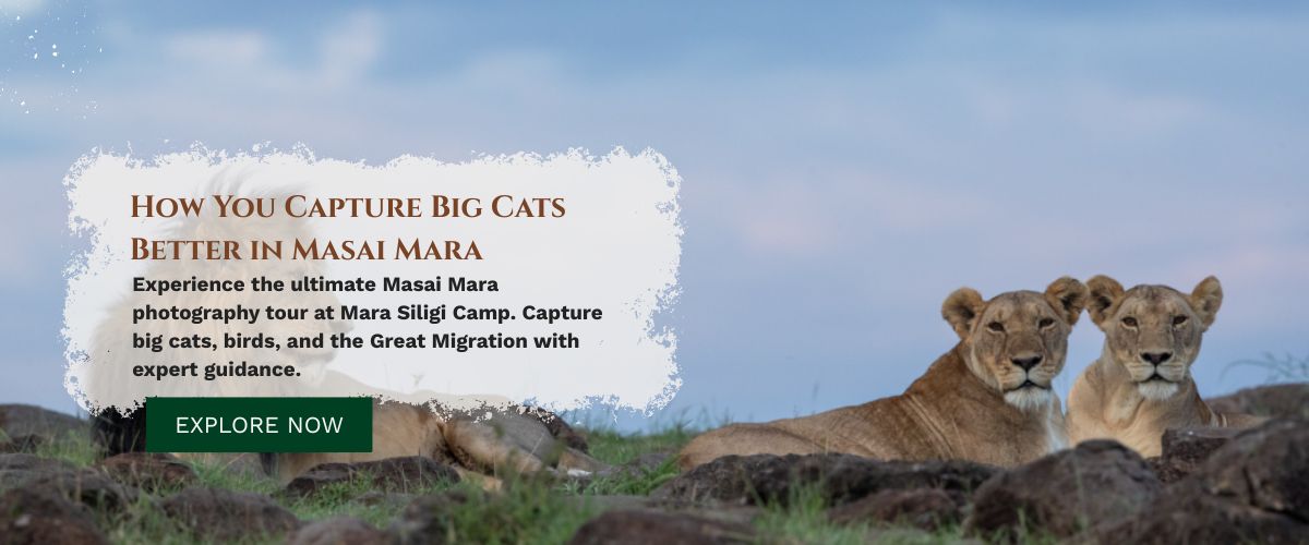 Masai Mara photography tour