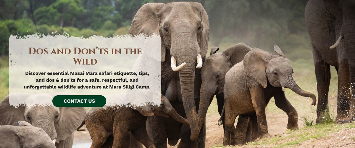 Masai Mara wildlife spotting during guided safari tour