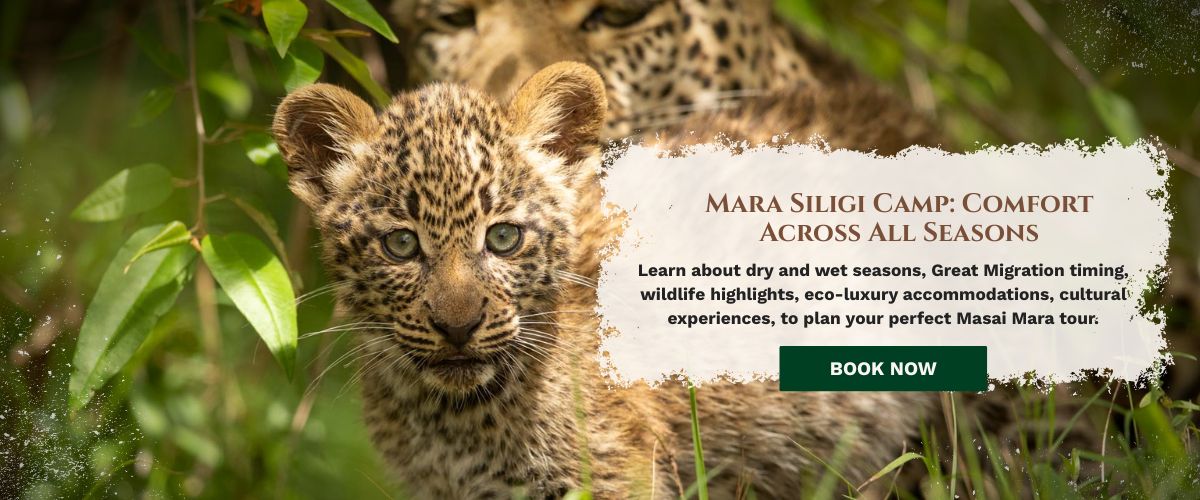 Masai Mara tours packages