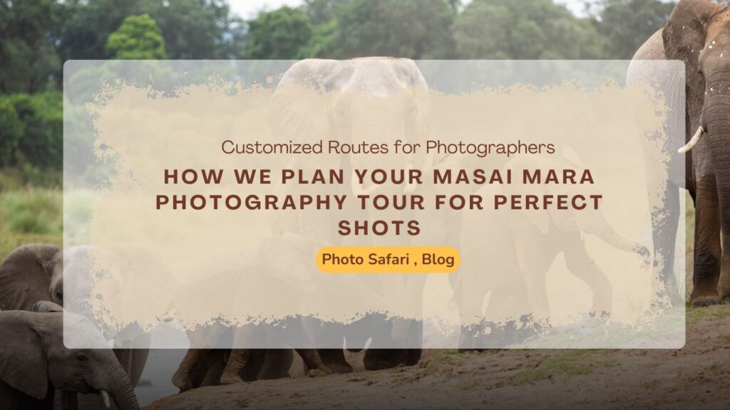 game-drives-how-we-plan-your-masai-mara-photography-tour-for-perfect-shots