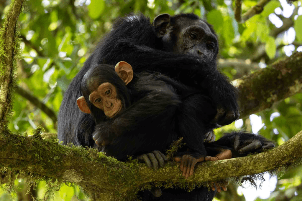 masai mara safari packages