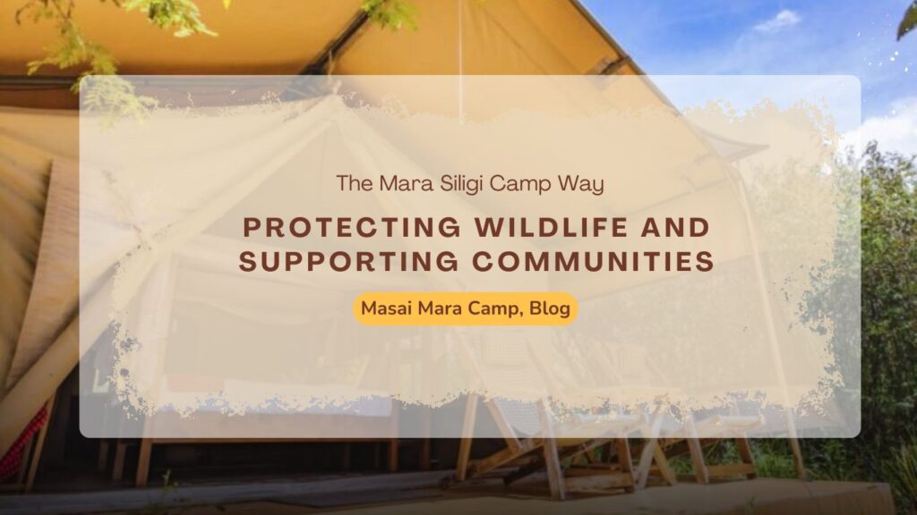 protecting-wildlife-and-supporting-communities-the-mara-siligi-camp-way