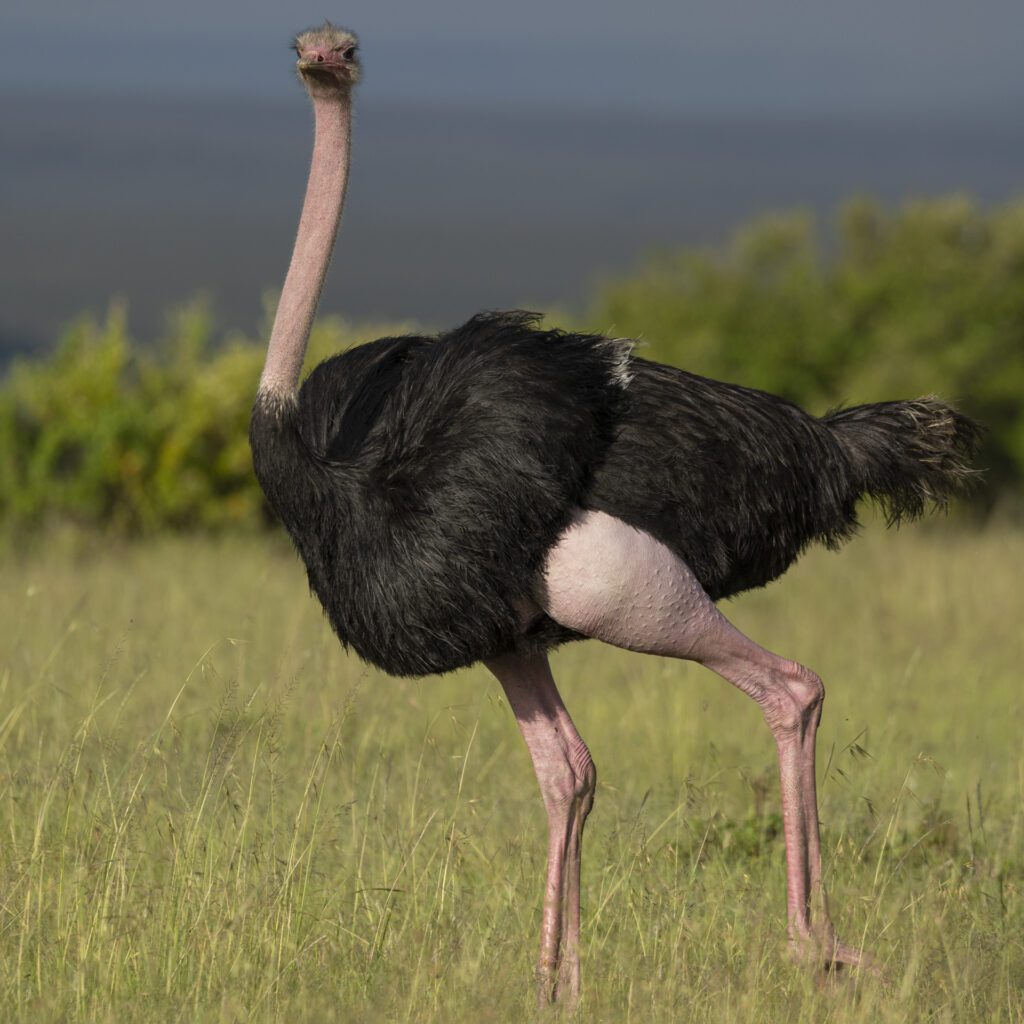 Masai Mara photography tour