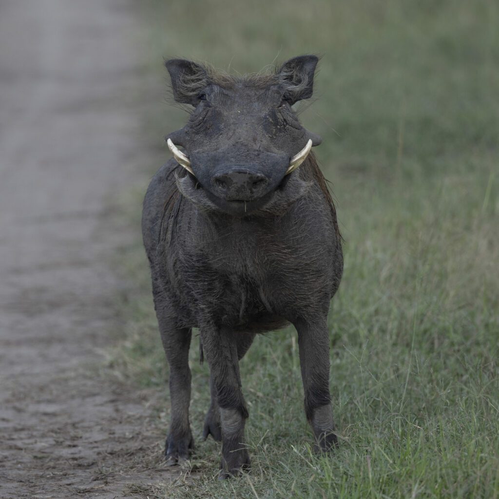 Masai Mara Photography Tour