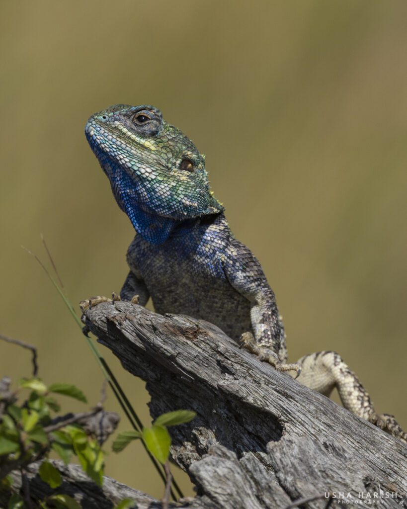 Masai Mara Photography Tour