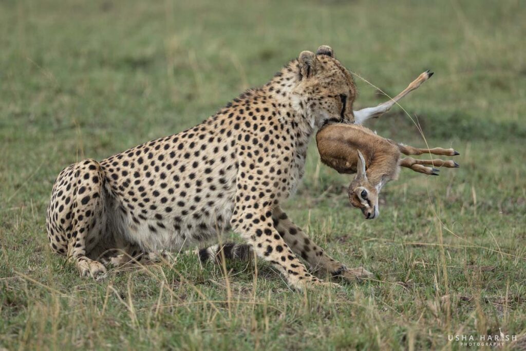 Masai Mara Photography Tour