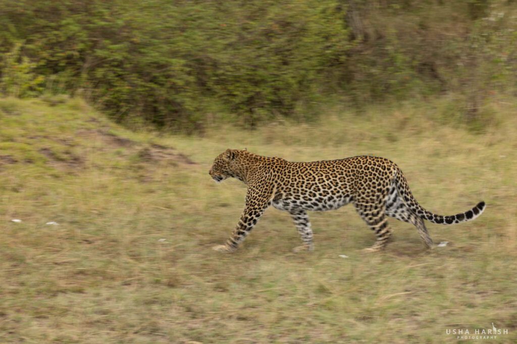 Masai Mara tour packages