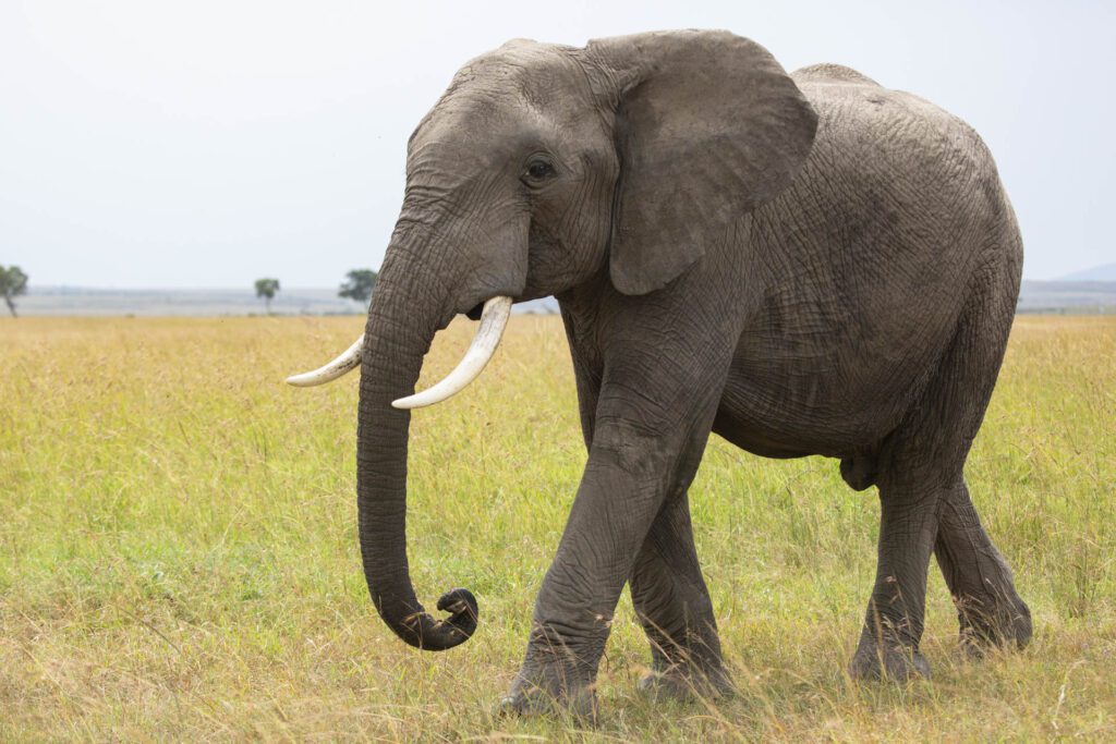 Masai Mara photography tour