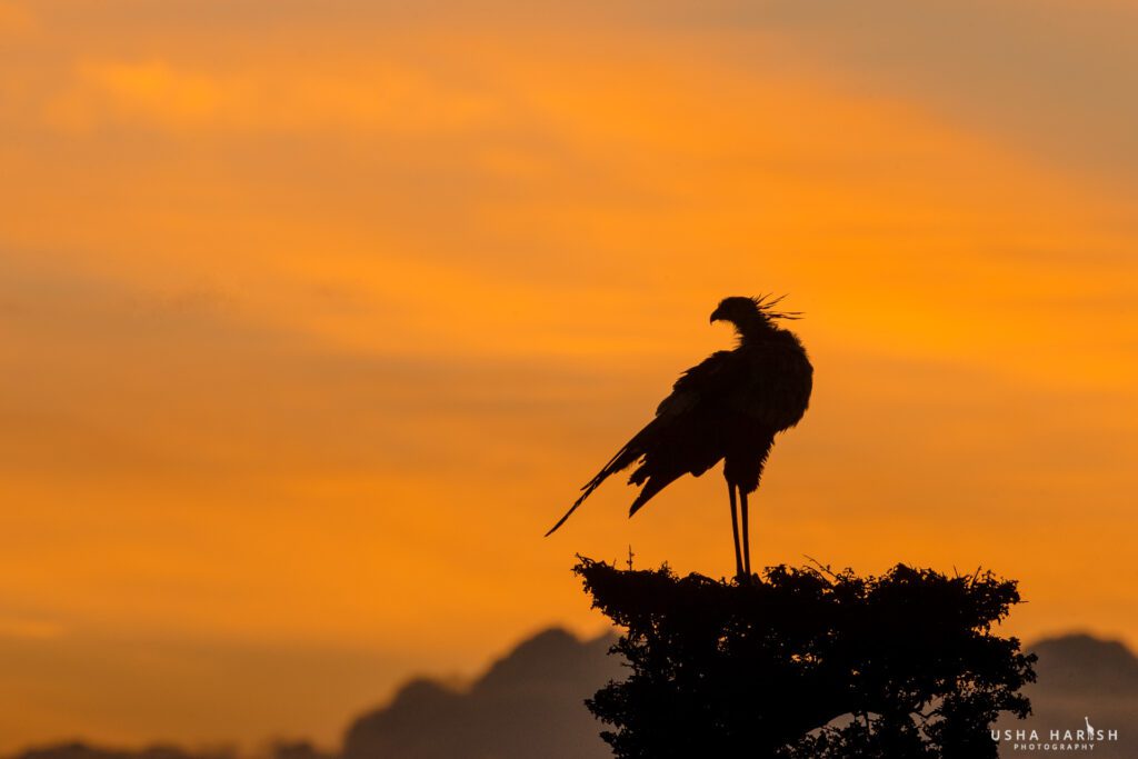 Masai Mara photography tour