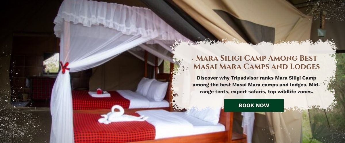 Masai mara camps and lodge