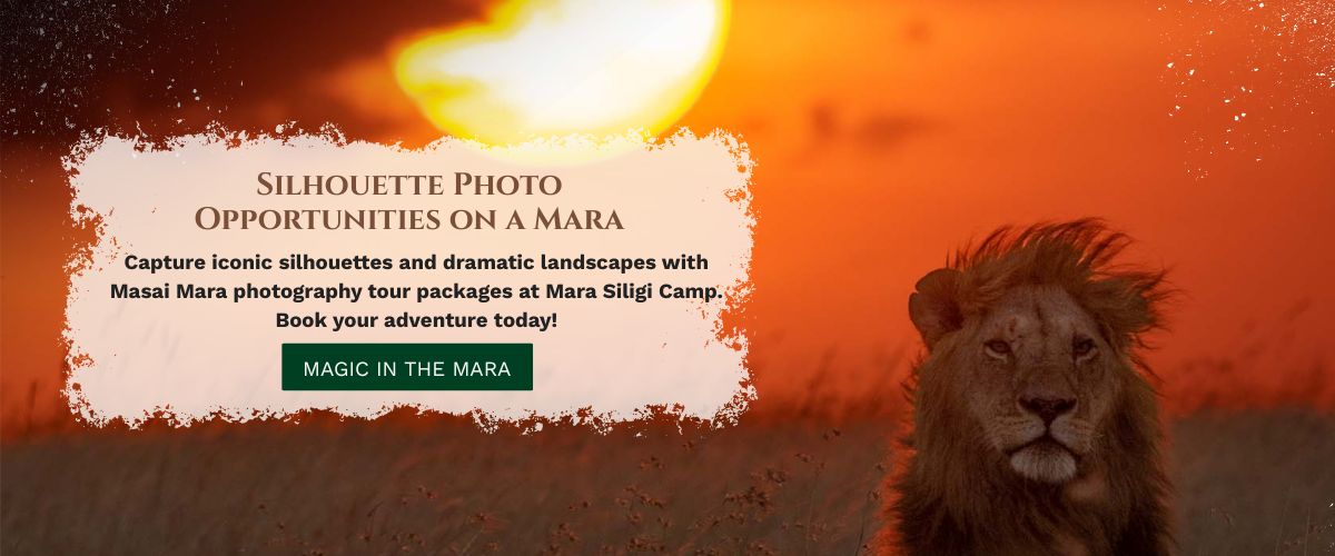 Masai Mara photography tour packages