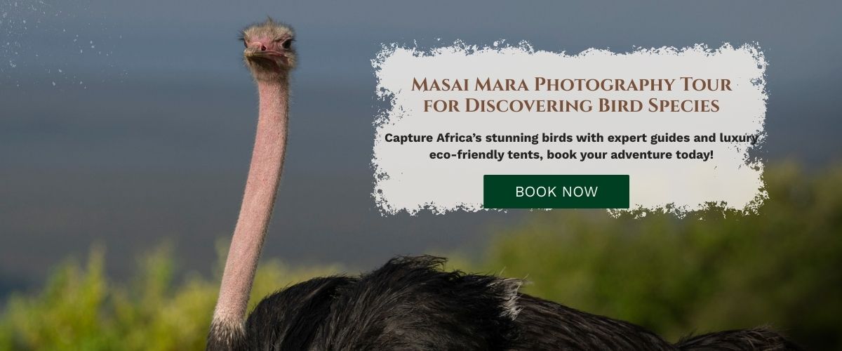 Masai Mara photography tour packages