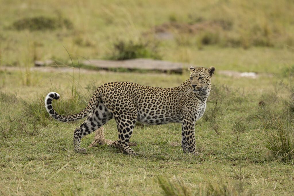 Budget Friendly Camp Near Talek