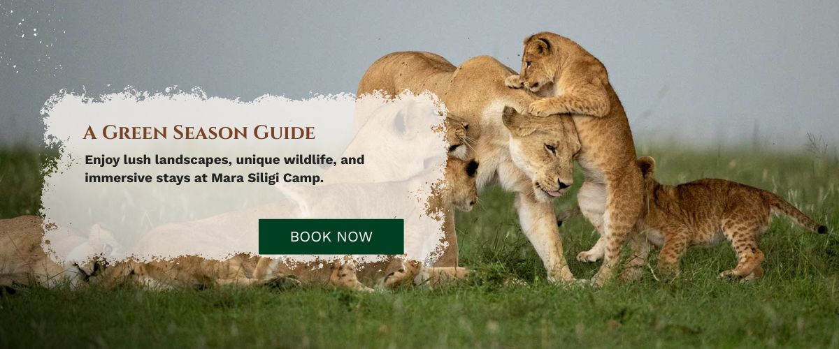 masai mara safari packages