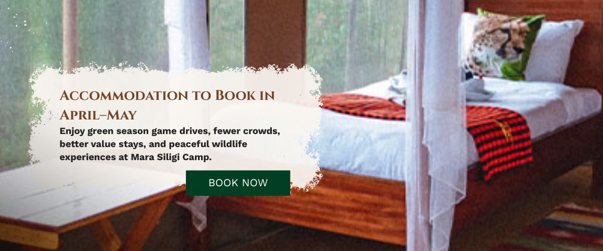 Masai Mara Safari Accommodation
