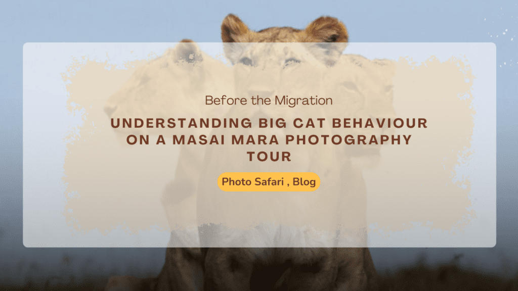 understanding-big-cat-behaviour-on-a-masai-mara-photography-tour