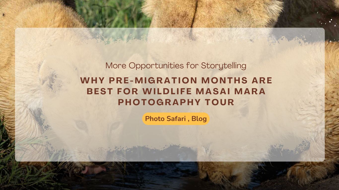 why-pre-migration-months-are-best-for-wildlife-masai-mara-photography-tour