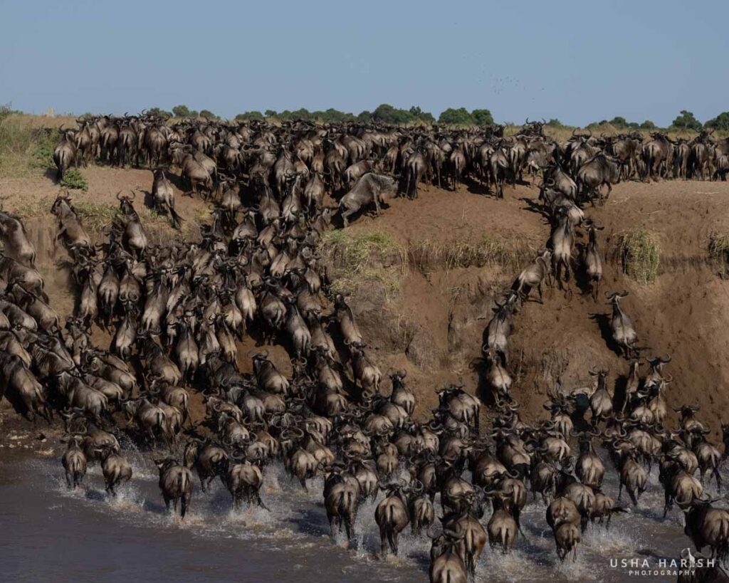Masai Mara Photography Tour Packages