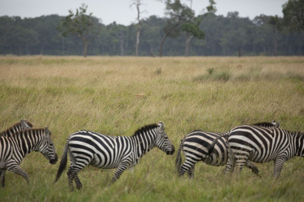 Masai Mara Photography Tour