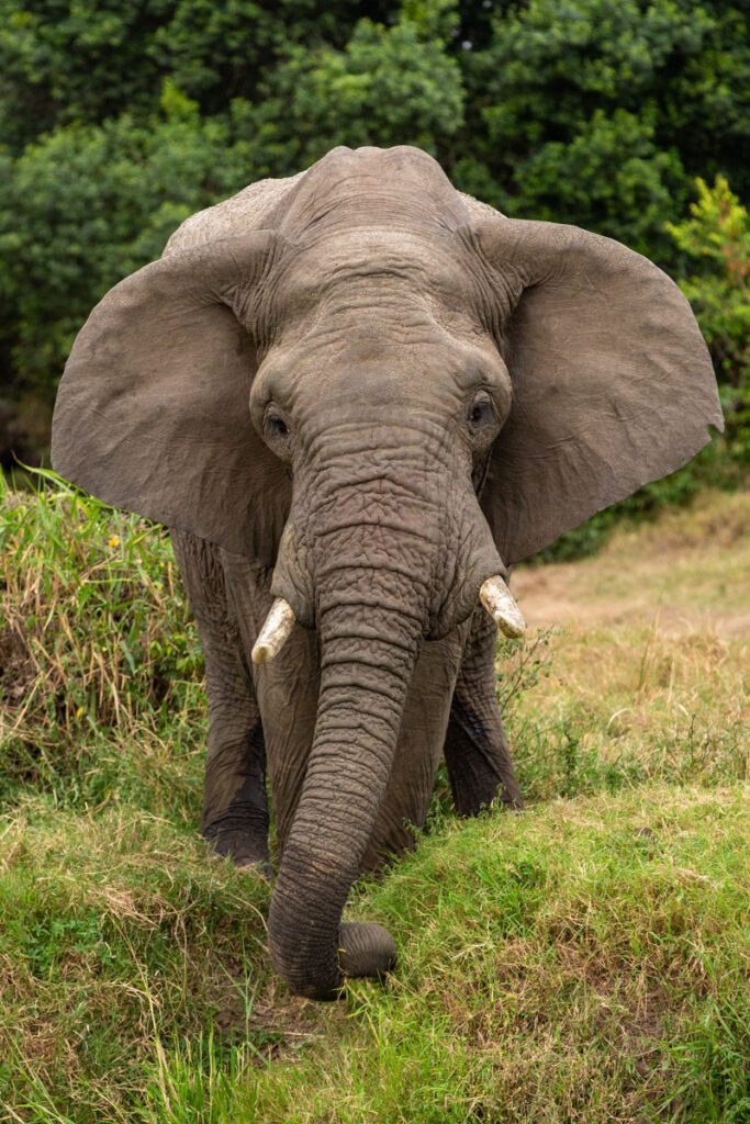 Masai Mara Photography Tour Packages