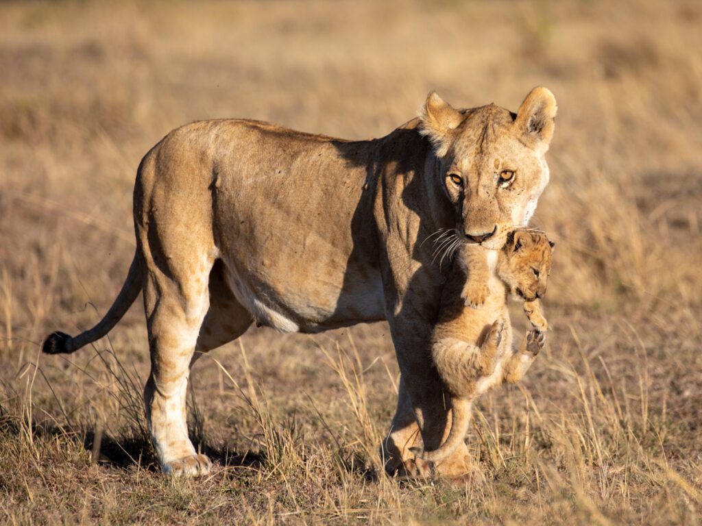 Masai Mara Travel Packages