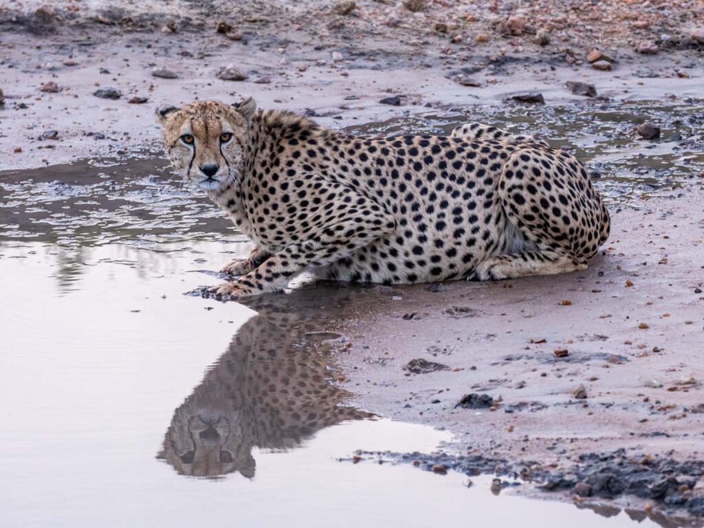 Masai Mara Travel Packages