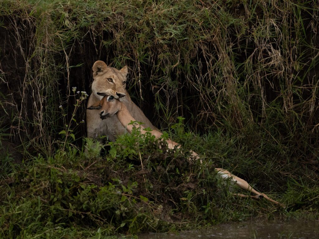 Masai Mara Travel Packages
