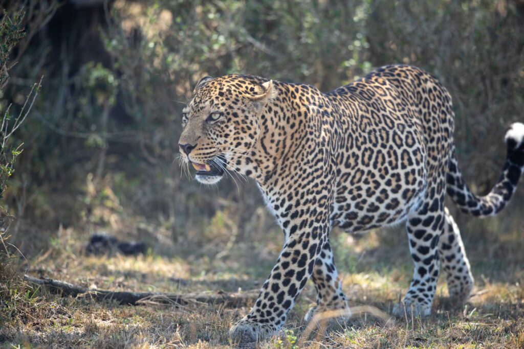 Masai Mara Safari Package