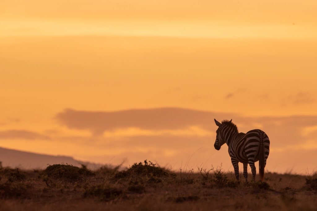 Masai Mara Photography Tour