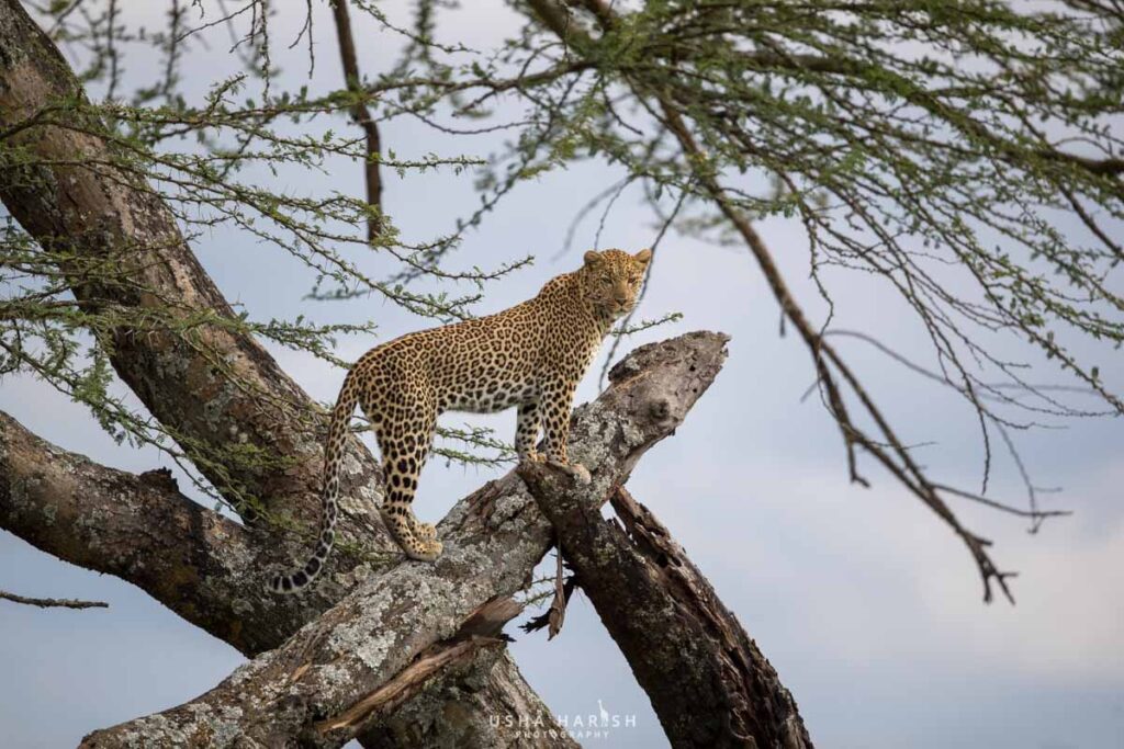 Masai Mara Tour Packages