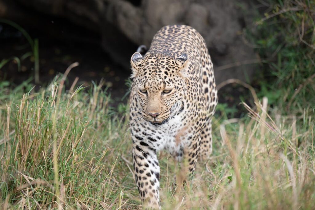 Masai Mara Tour Package