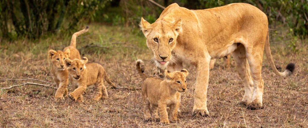 Masai Mara Photography Tour