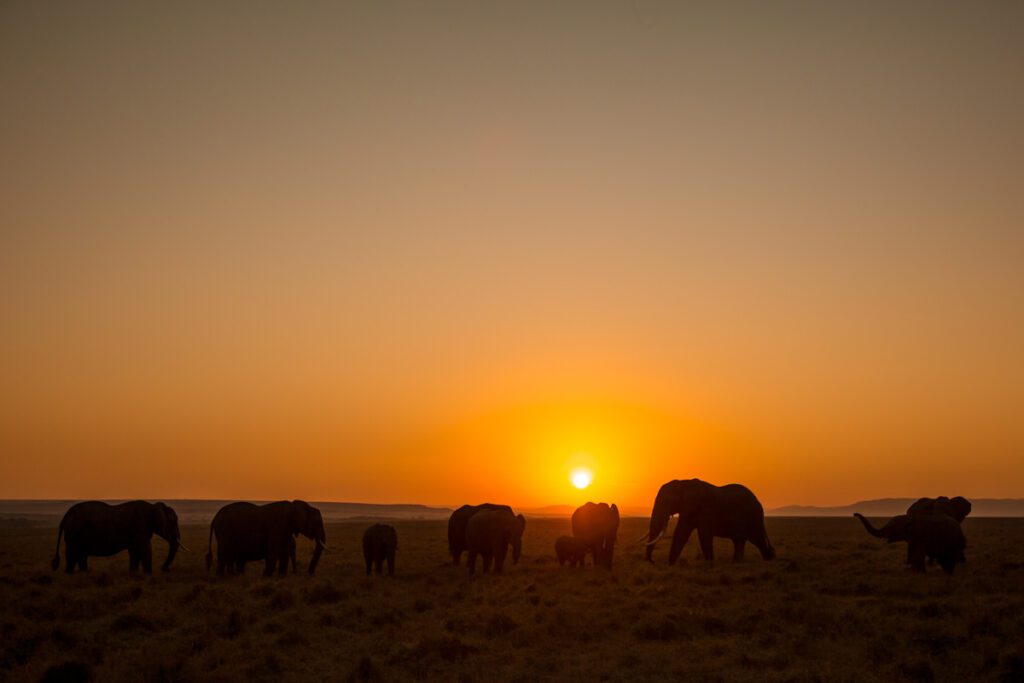 Masai Mara Photography Tour