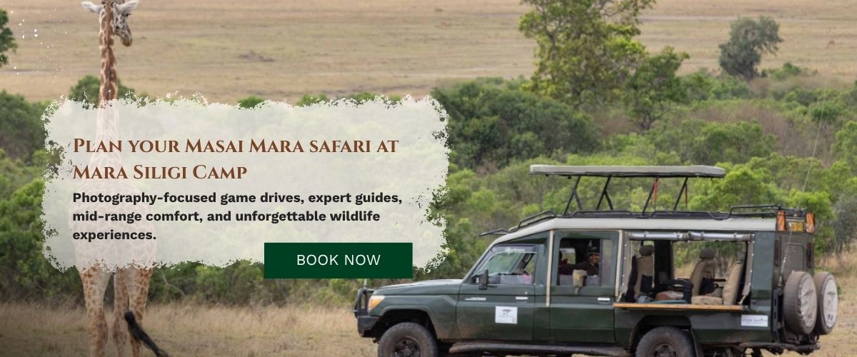 Masai Mara Safari