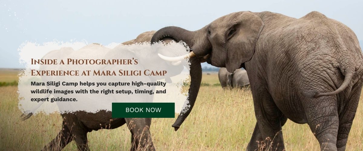 Masai Mara Photography Tour