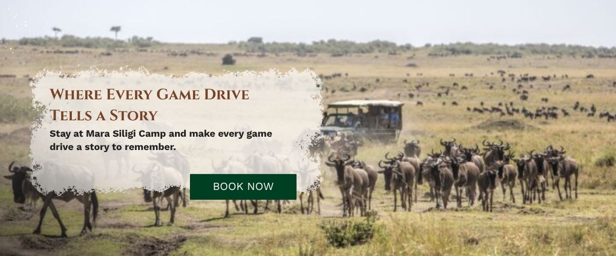 Masai Mara Tour Package