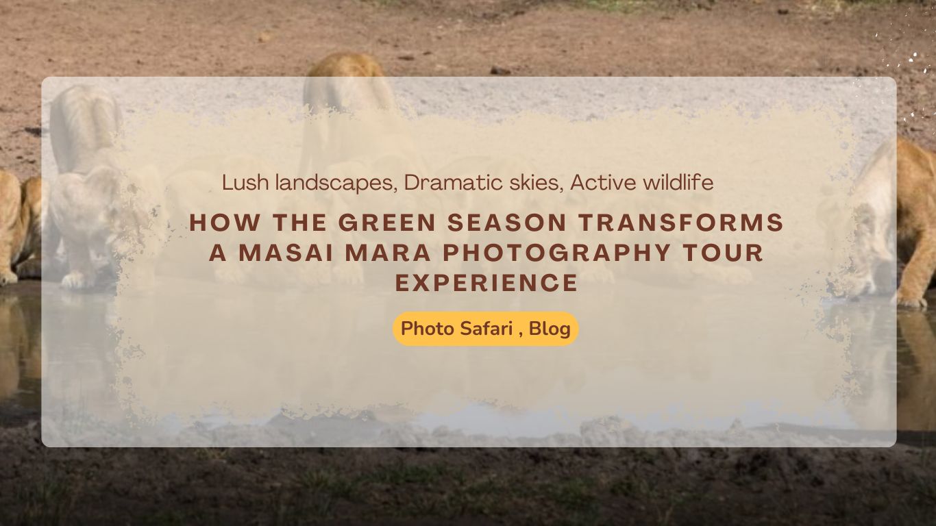 how-the-green-season-transforms-a-masai-mara-photography-tour-experience