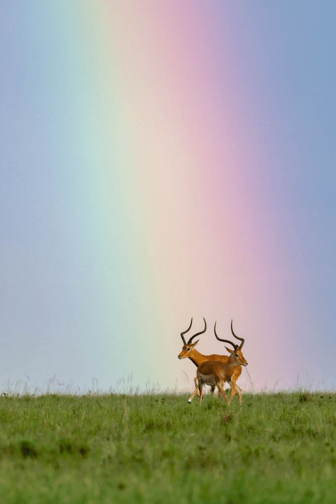 Masai Mara Photography Tour