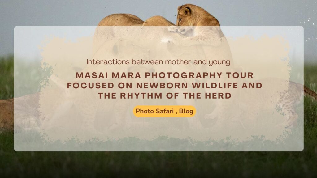 masai-mara-photography-tour-focused-on-newborn-wildlife-and-the-rhythm-of-the-herd