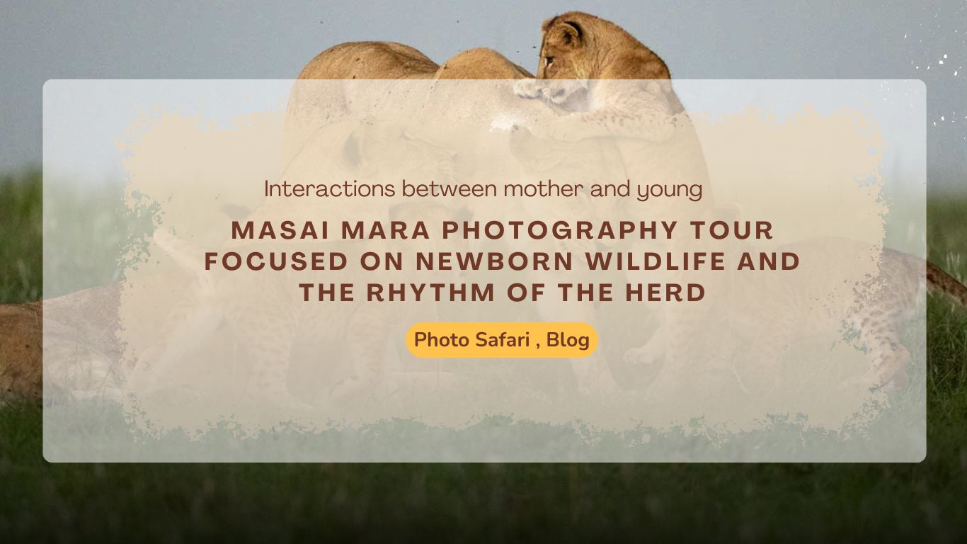 masai-mara-photography-tour-focused-on-newborn-wildlife-and-the-rhythm-of-the-herd