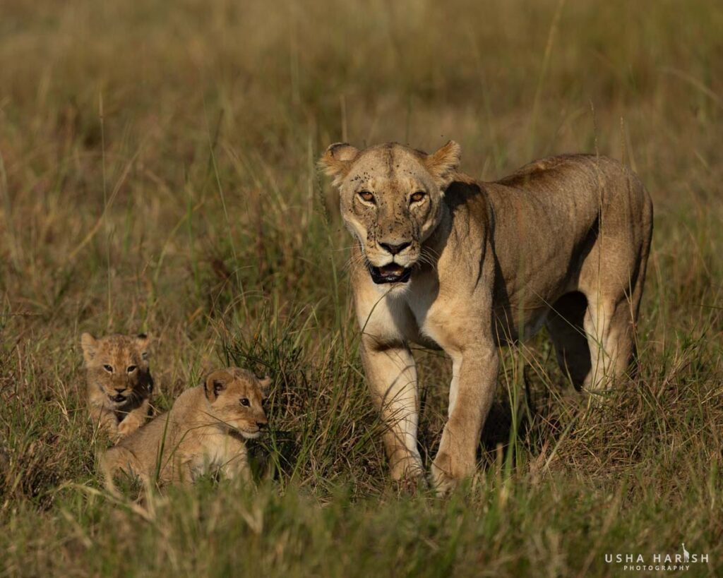 Masai Mara Safari Package