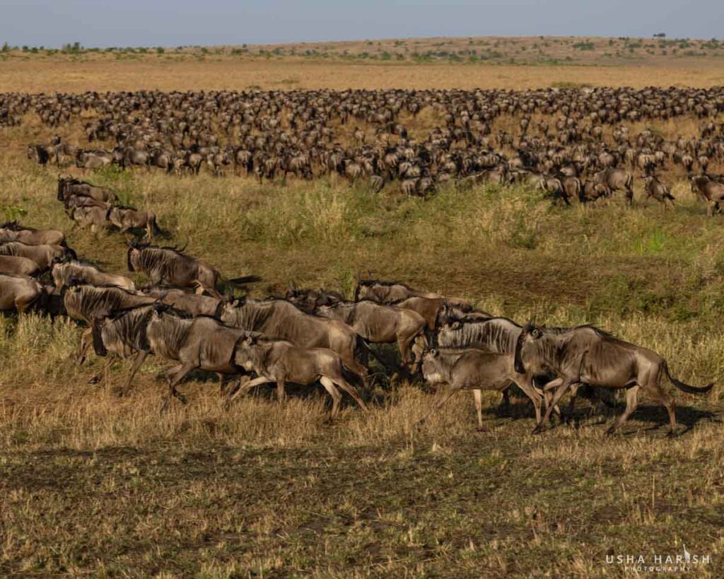 wildebeest-crossing-mara-river-great-migration-safari-package