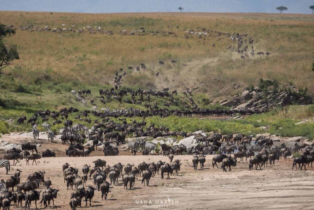 Masai Mara Photography Tour