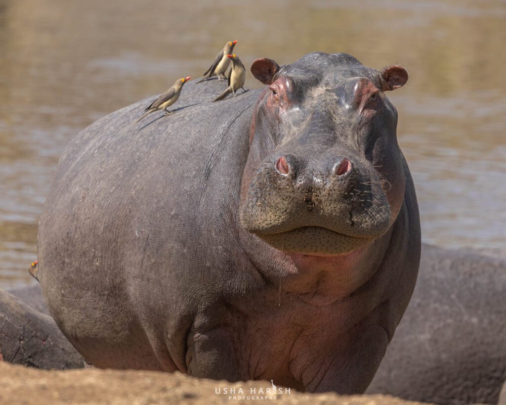 Masai Mara Photography Tour