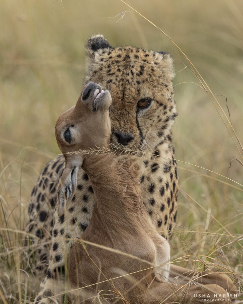 Masai Mara Safari