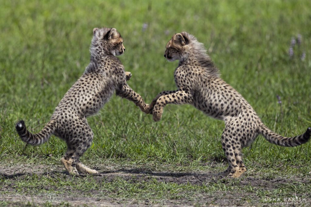 Masai Mara Travel Package